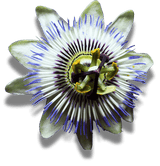 Melatonin Gummies mit Passionsblume Heidelbeere